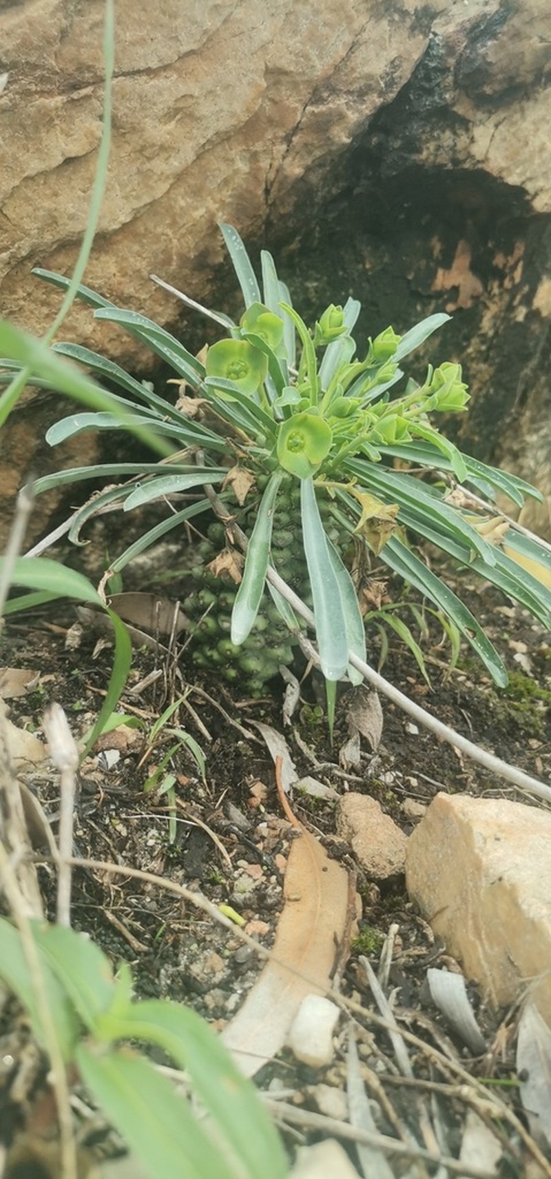 Euphorbia pubiglans photo 6