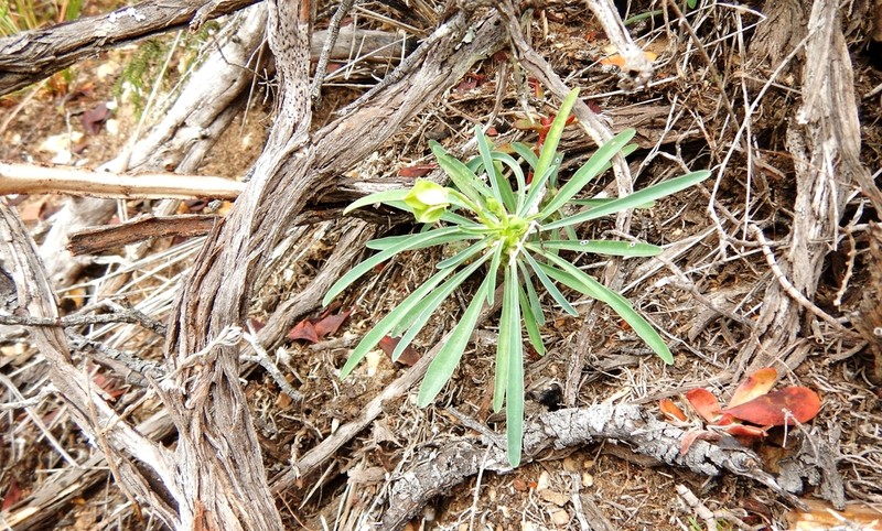 Euphorbia pubiglans photo 8