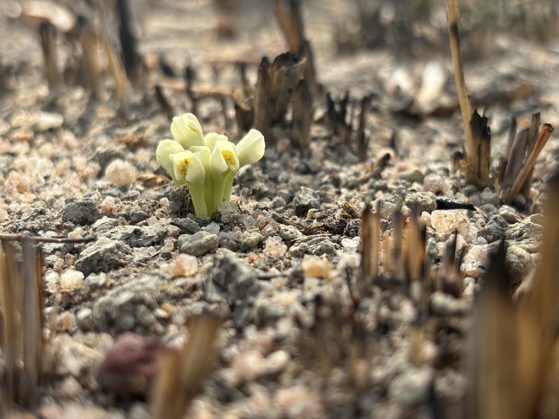 Euphorbia pudibunda