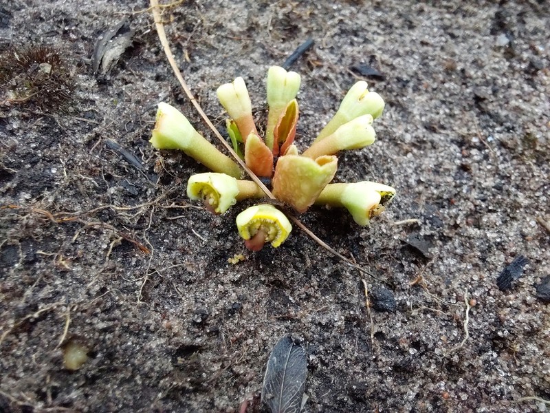 Euphorbia pudibunda photo 2