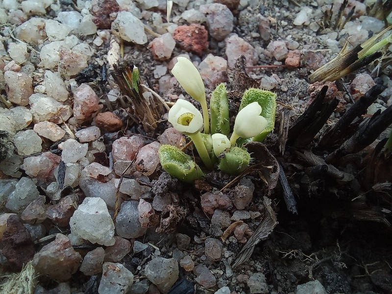 Euphorbia pudibunda photo 3