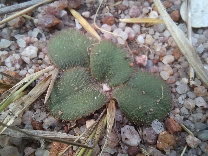 Euphorbia pudibunda photo 4