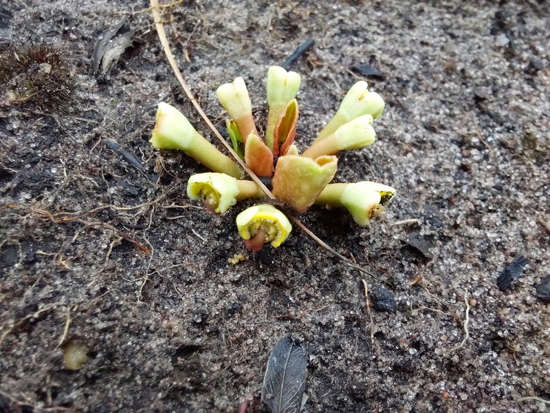 Euphorbia pudibunda photo 6