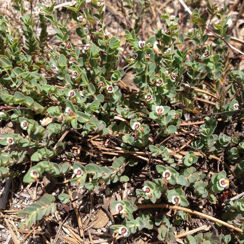 Euphorbia pueblensis