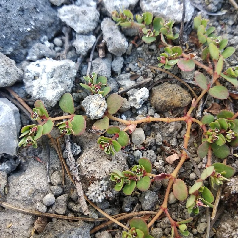 Euphorbia pueblensis photo 2