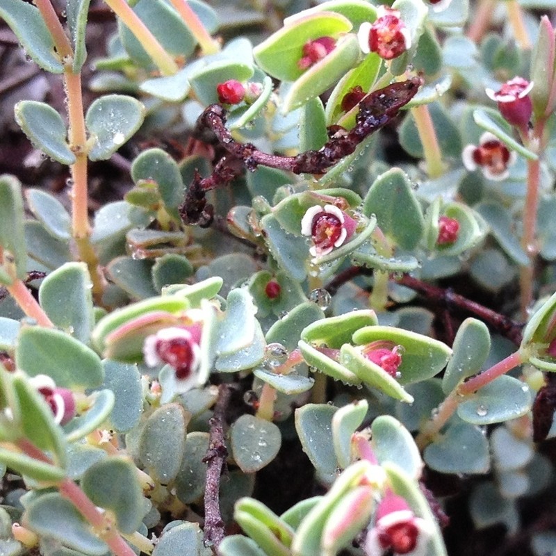 Euphorbia pueblensis photo 3
