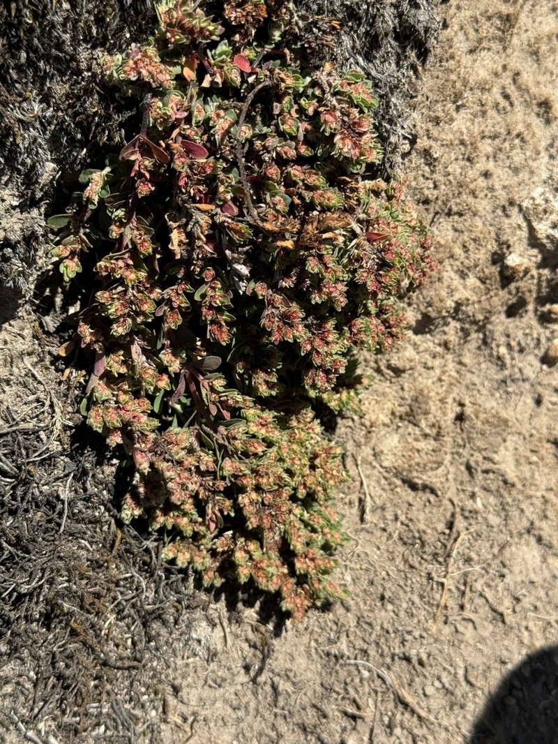 Euphorbia pueblensis photo 4