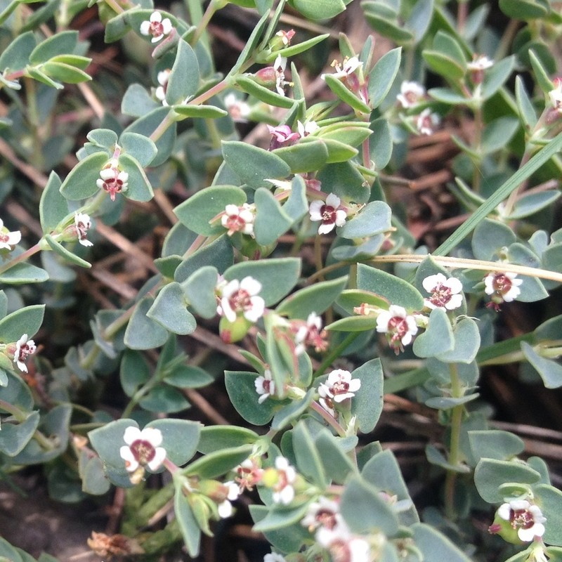 Euphorbia pueblensis photo 5