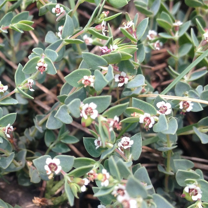 Euphorbia pueblensis photo 7