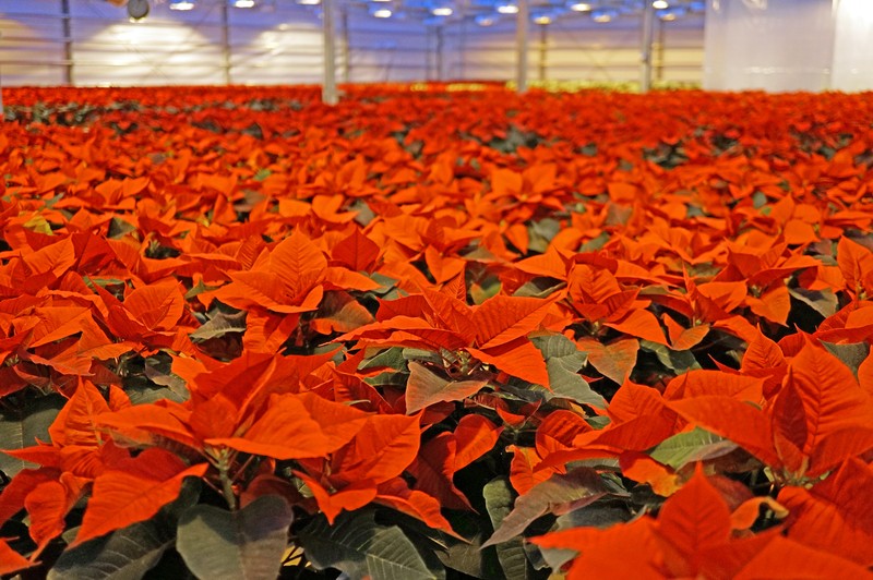 Poinsettia photo 9
