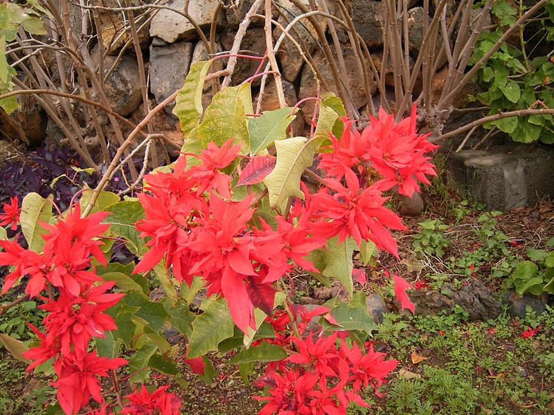 Poinsettia photo 2