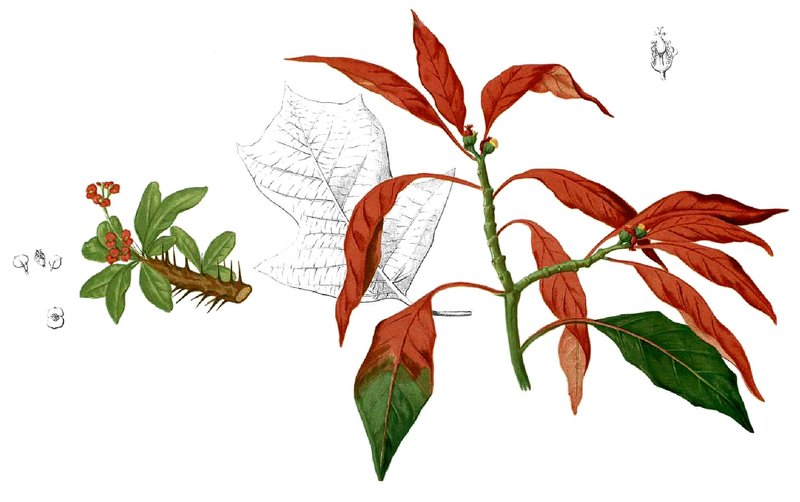 Poinsettia photo 3