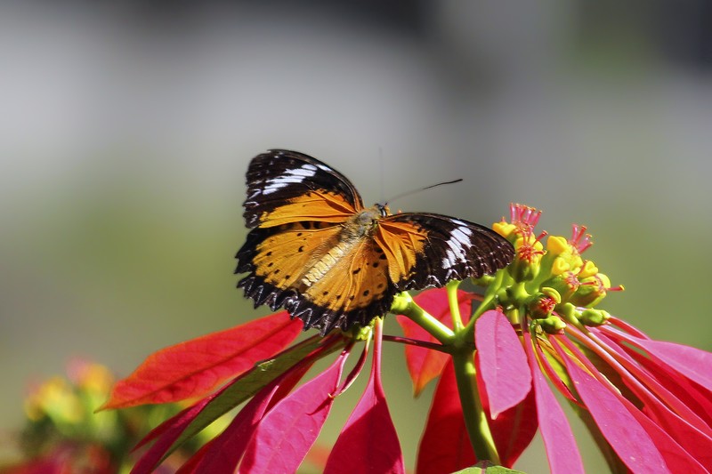 Poinsettia photo 3
