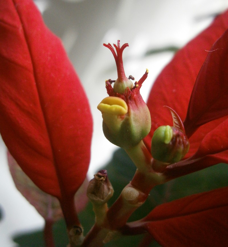 Poinsettia photo 4