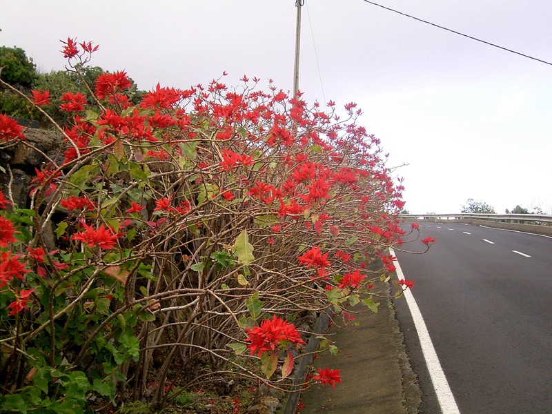 Poinsettia photo 6