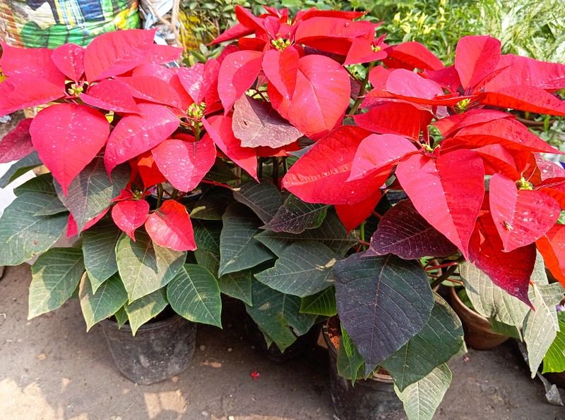 Poinsettia photo 7