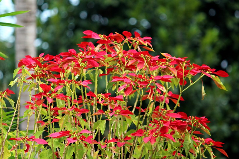 Poinsettia photo 8