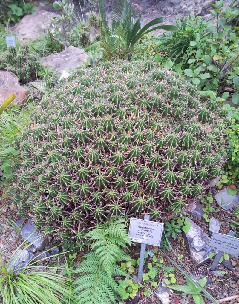 Euphorbia pulvinata