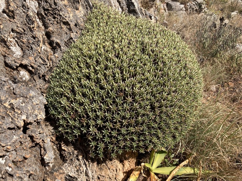 Euphorbia pulvinata photo 2
