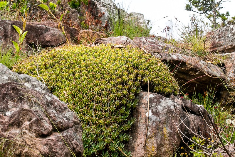 Euphorbia pulvinata photo 3