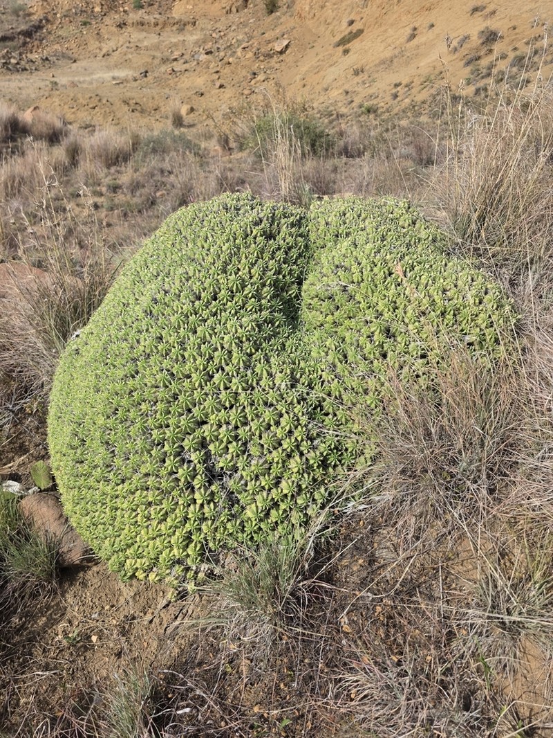 Euphorbia pulvinata photo 4