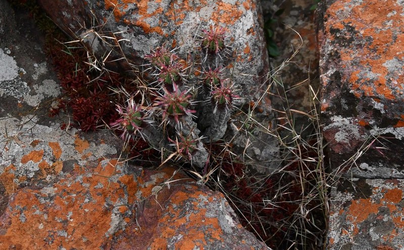 Euphorbia pulvinata photo 5