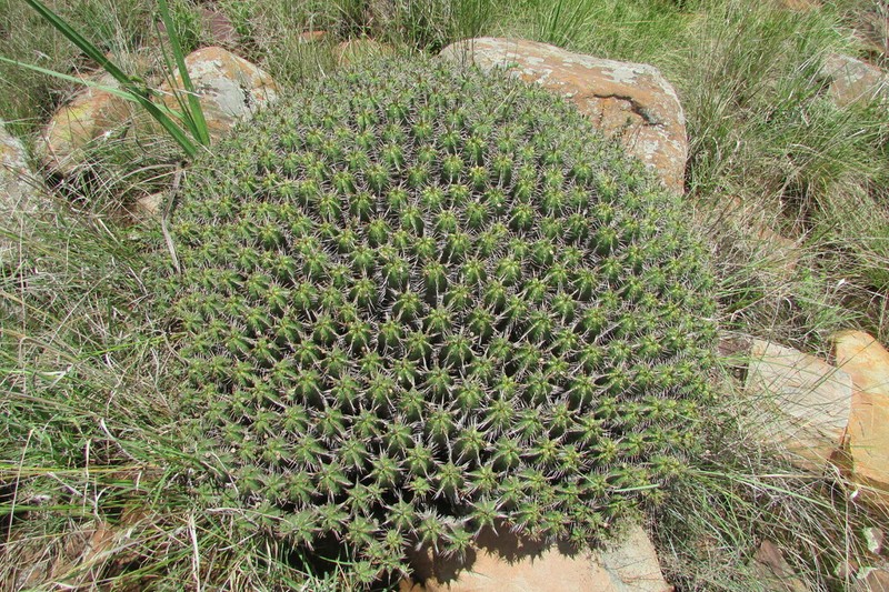 Euphorbia pulvinata photo 6