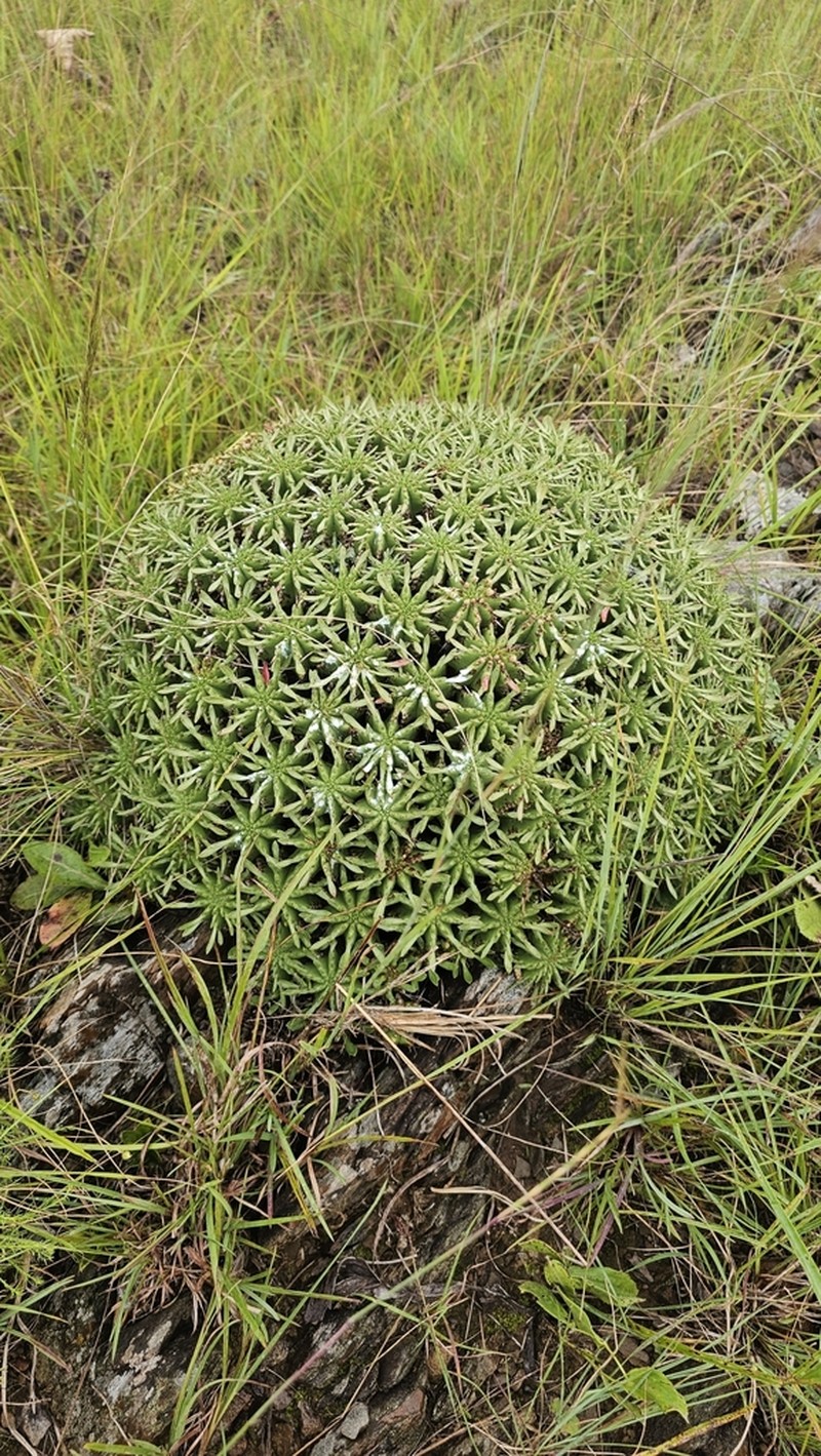 Euphorbia pulvinata photo 7