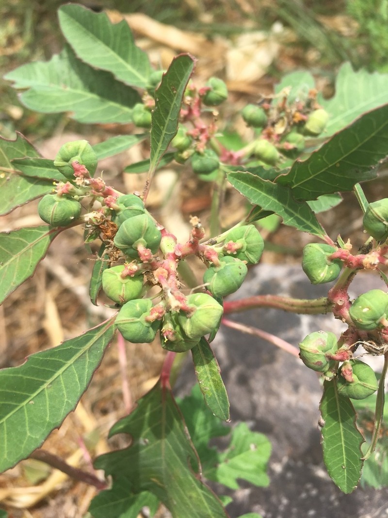 Euphorbia pumicicola