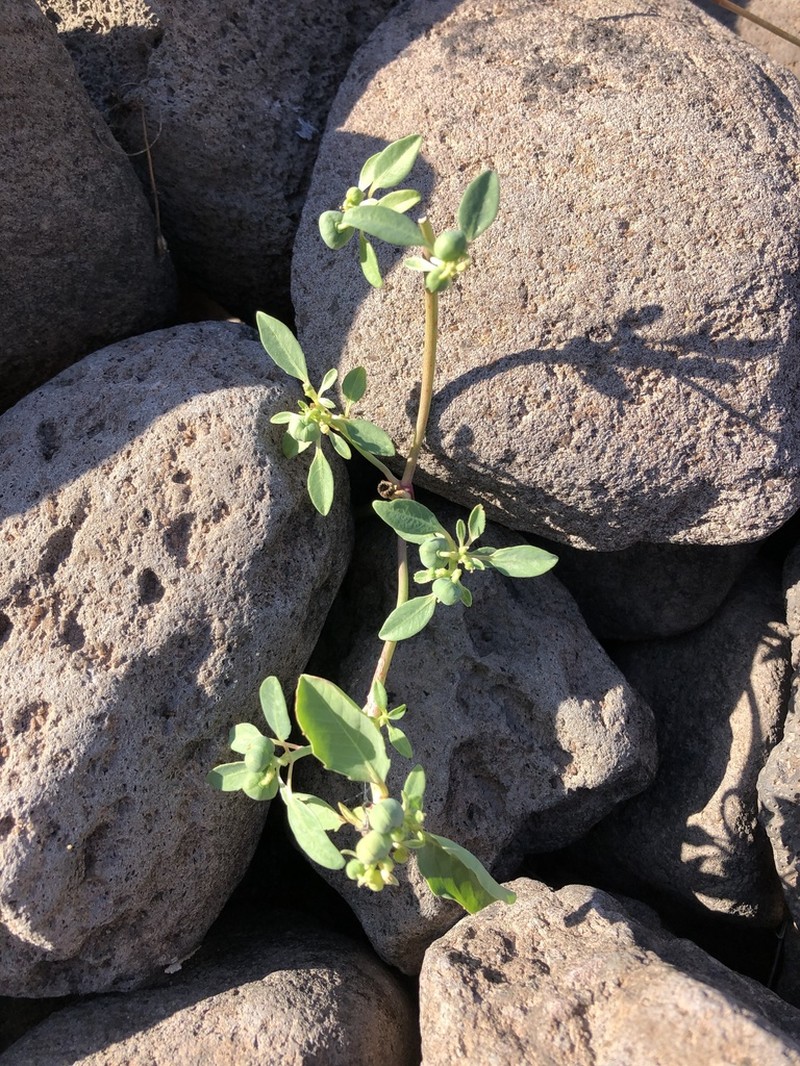 Euphorbia pumicicola photo 2