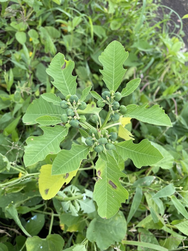 Euphorbia pumicicola photo 3