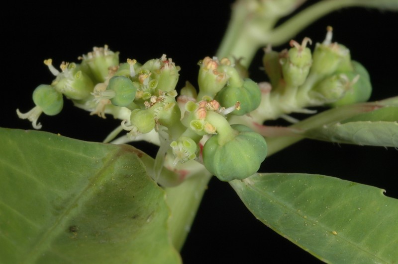 Euphorbia pumicicola photo 4