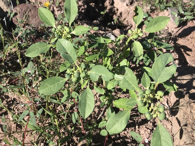 Euphorbia pumicicola photo 5