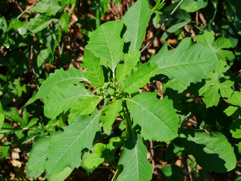 Euphorbia pumicicola photo 6