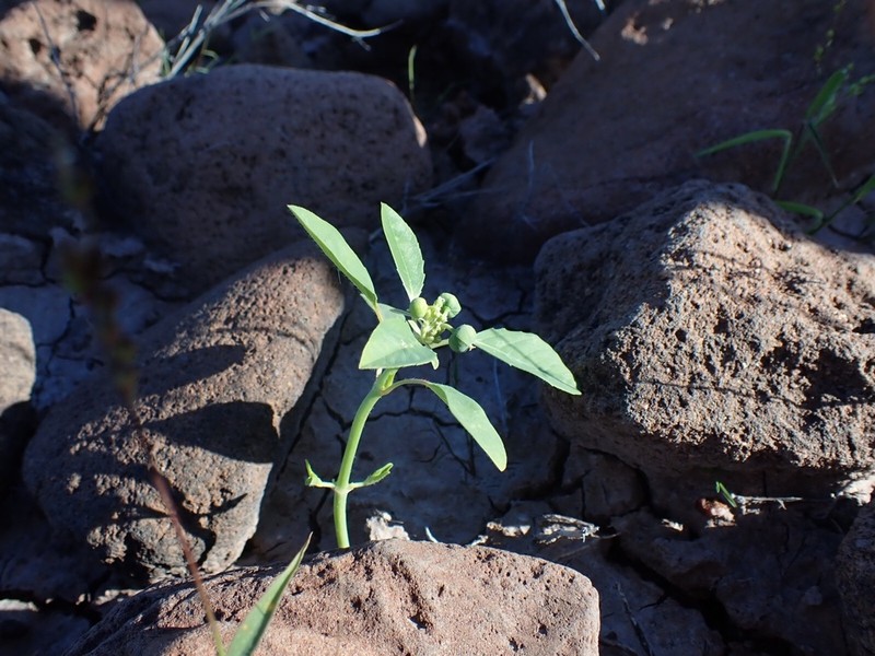Euphorbia pumicicola photo 8