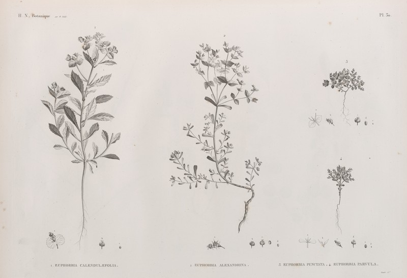 Euphorbia punctata
