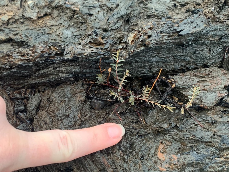 Euphorbia punctulata