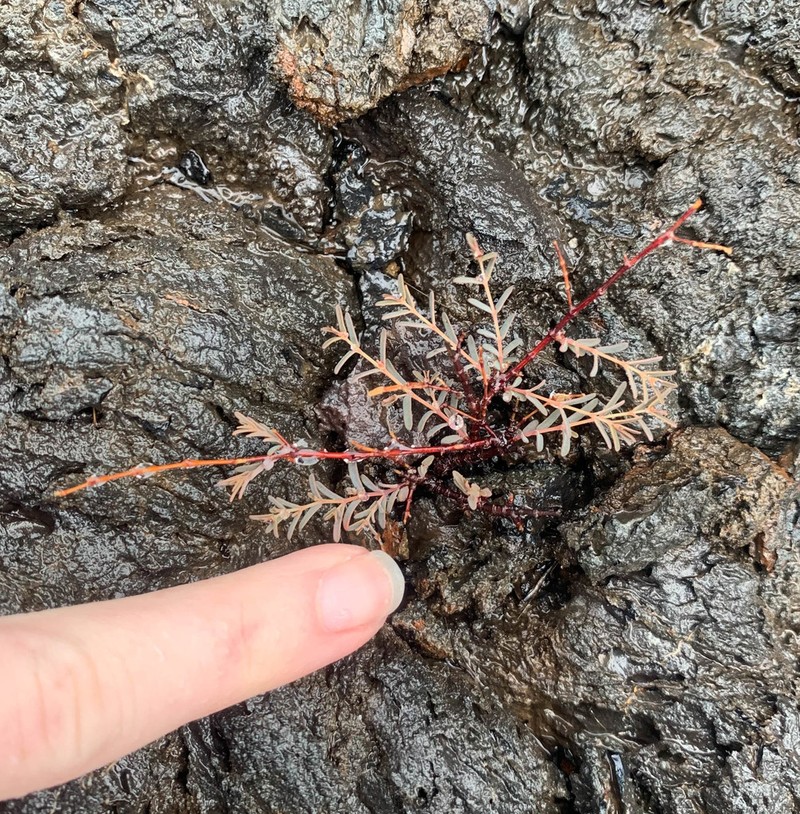 Euphorbia punctulata photo 3