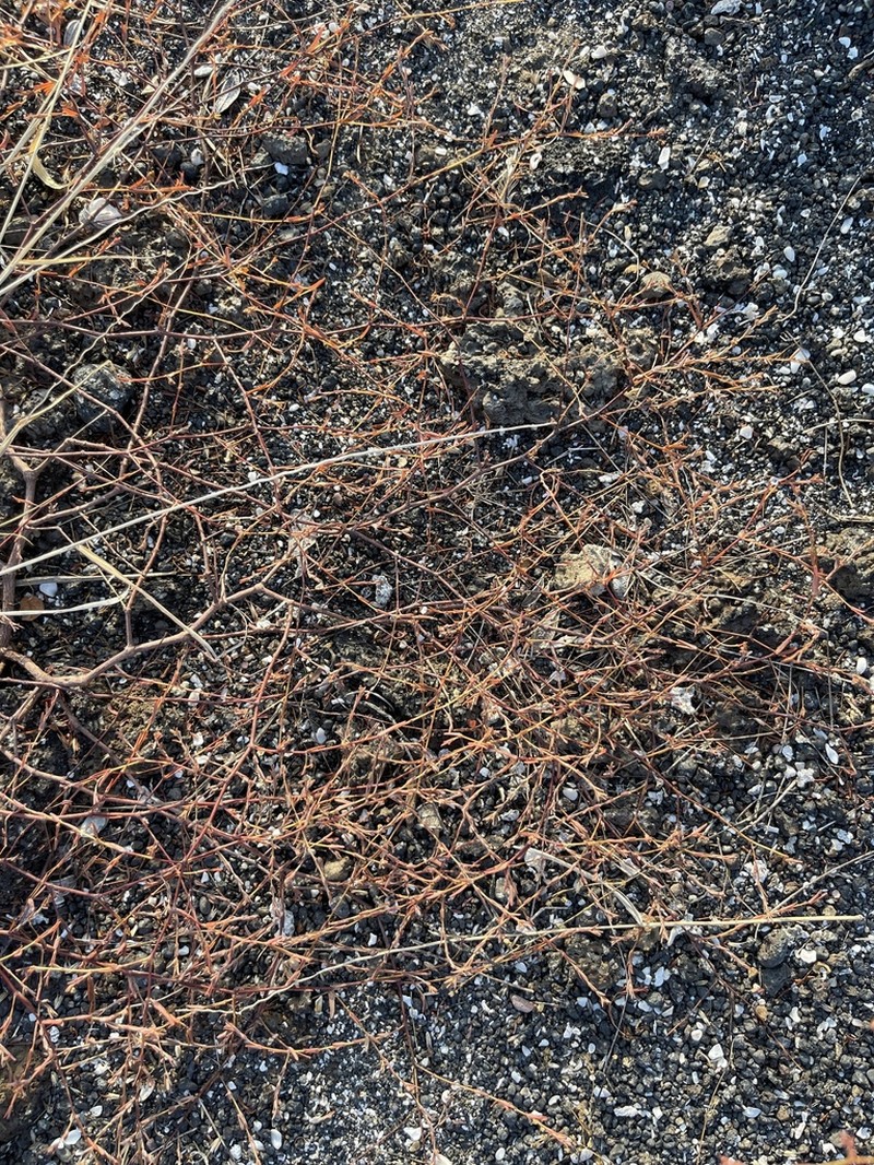 Euphorbia punctulata photo 6