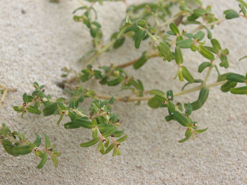 Euphorbia punctulata photo 7