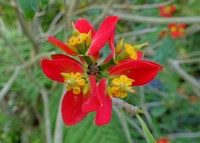 Euphorbia punicea