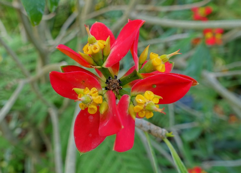 Euphorbia punicea