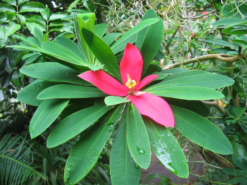Euphorbia punicea photo 2