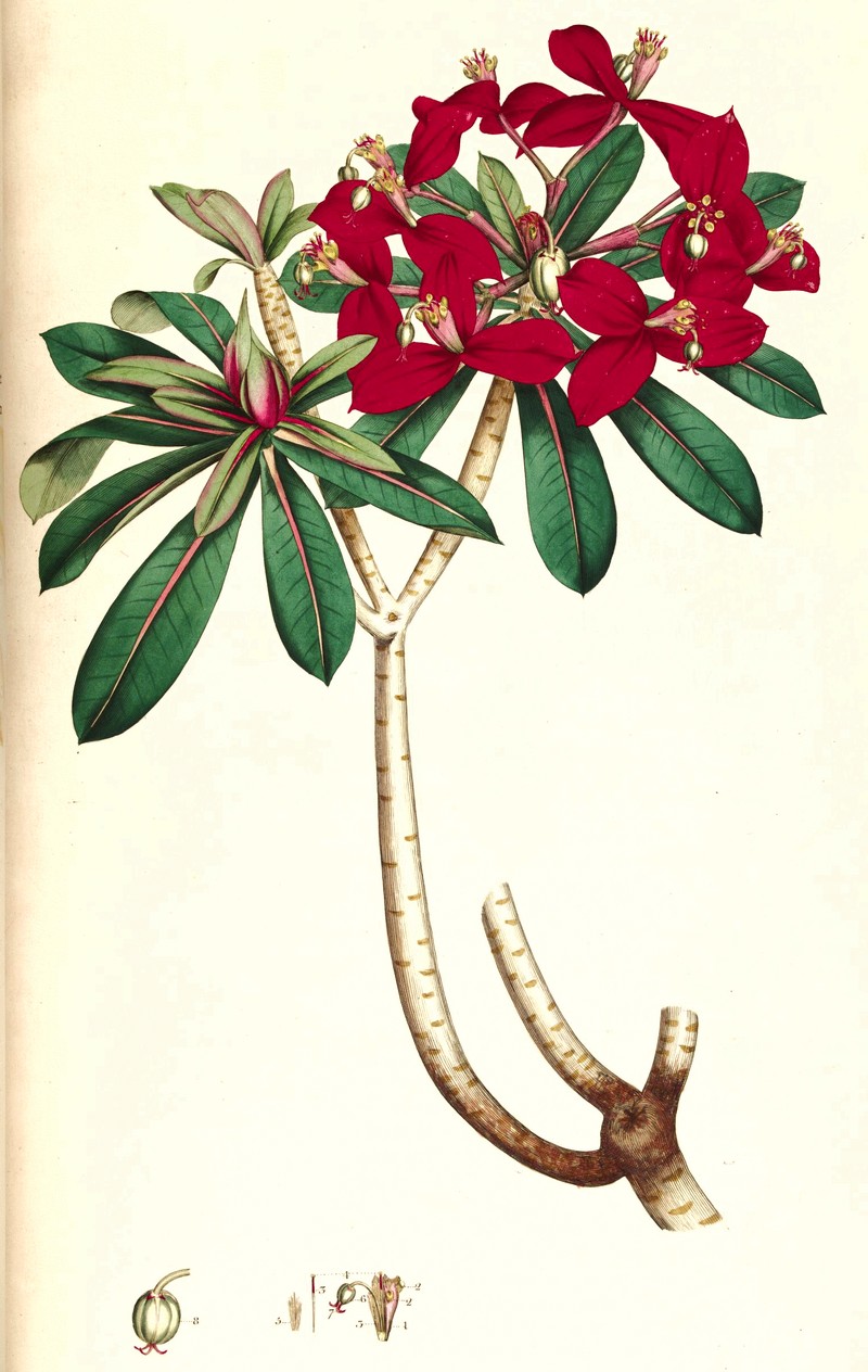 Euphorbia punicea photo 3