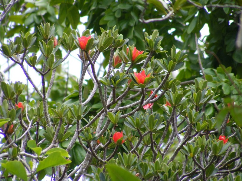 Euphorbia punicea photo 4