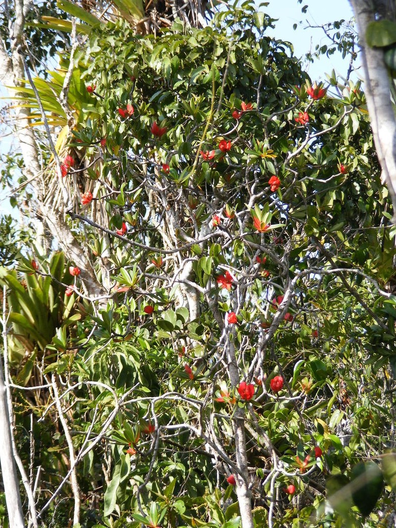 Euphorbia punicea photo 5