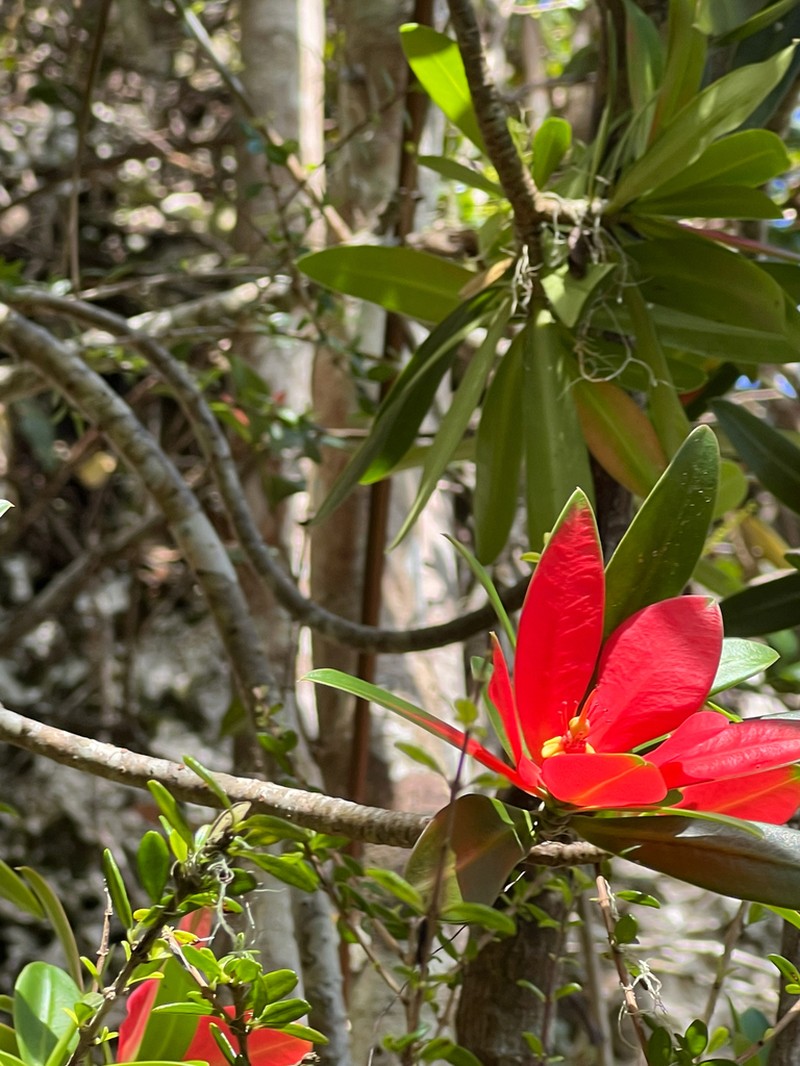 Euphorbia punicea photo 6