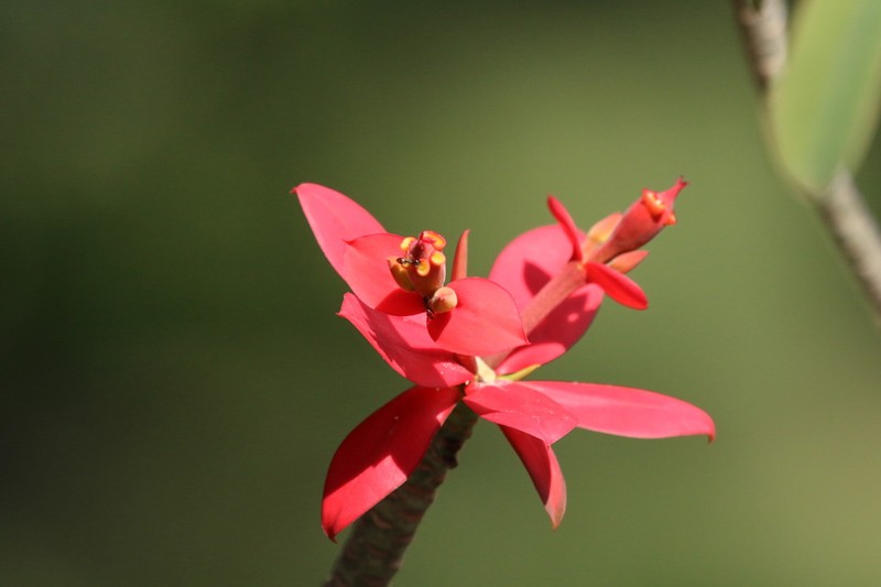 Euphorbia punicea photo 7
