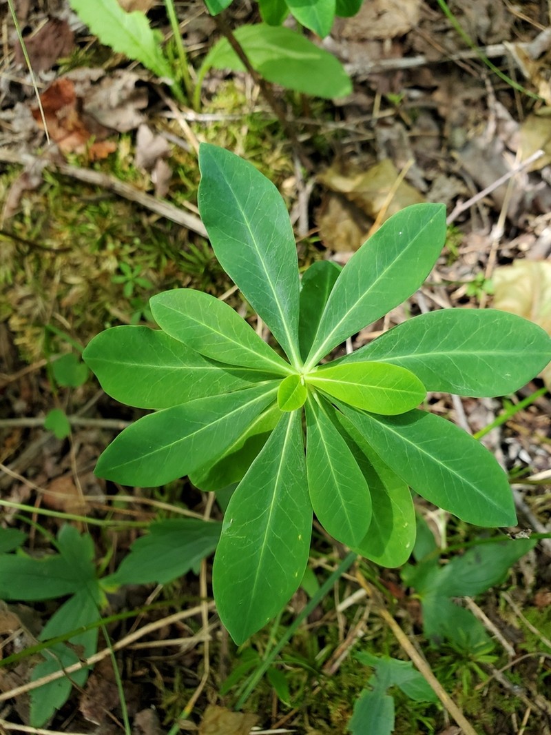 Darlington's Glade Spurge