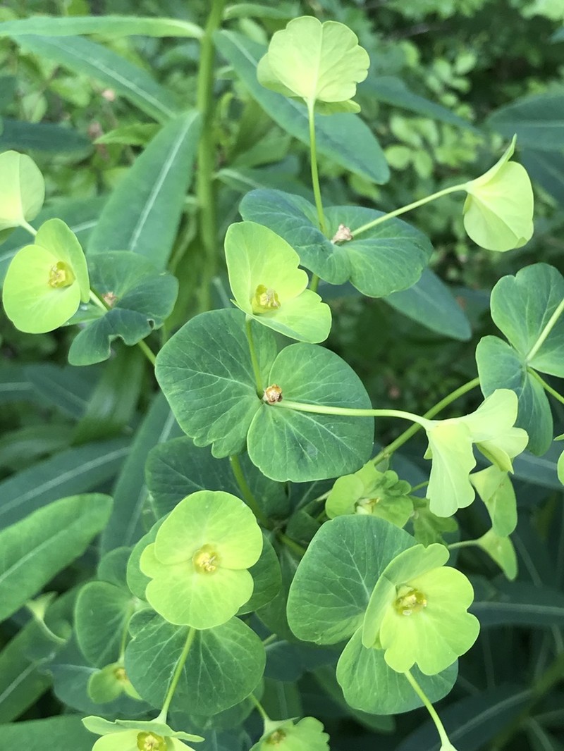 Darlington's Glade Spurge photo 2